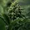 Thumbnail: Royal Gorilla feminized cannabis bud