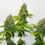 Thumbnail: OG Kush Feminized cannabis plants