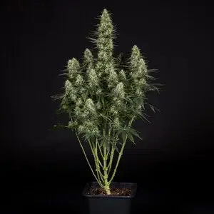 Thumbnail: Punch Pie Feminized THC Seeds