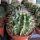 Thumbnail: Cactus, 5" Pot