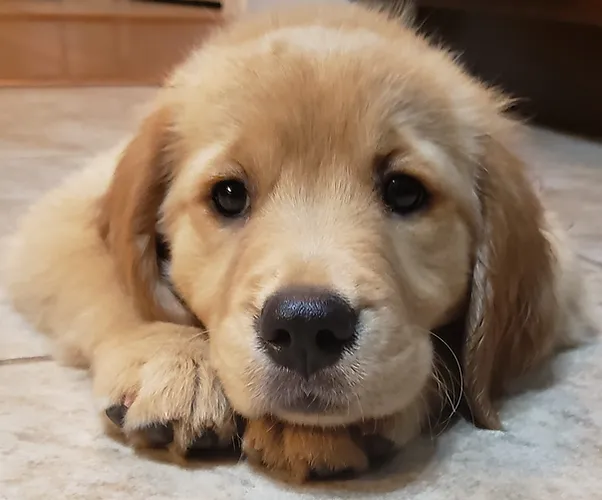 Puppies Tupelo Goldens