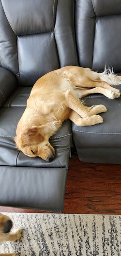 Golden Retriever Puppies Tupelo Goldens Mississippi