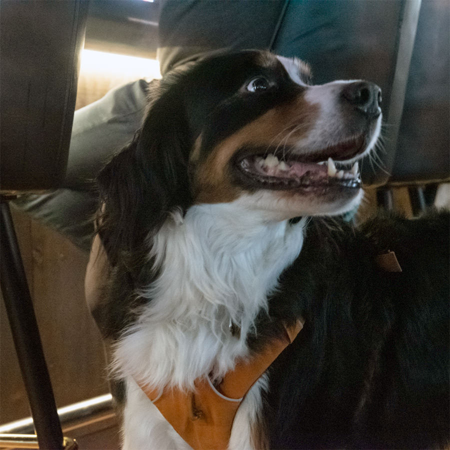 Doggie2.jpg
