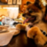 Doggie1.jpg