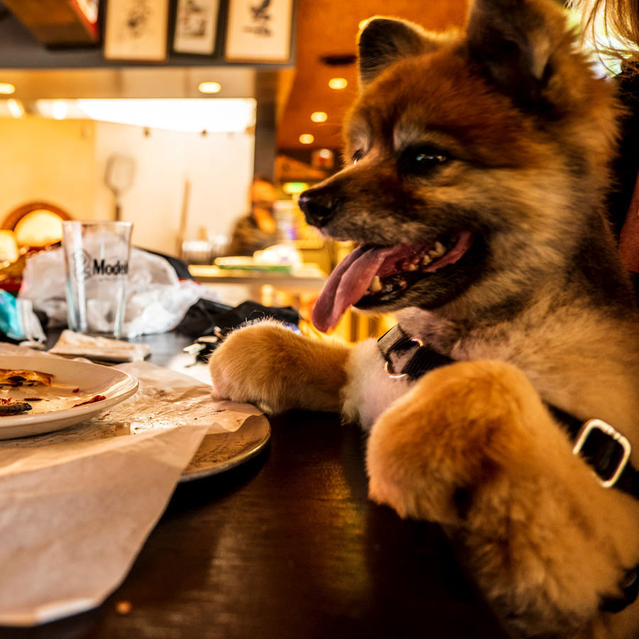 Doggie1.jpg