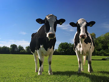Two dairy cows stand in a field. 