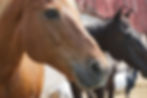 A close up of a brown horse. There is a black horse in the background.