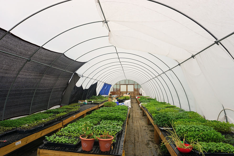 Inside a high tunnel. There are three rows of flats with green plants.