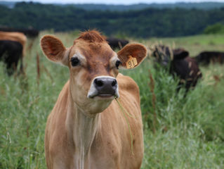 Cow stands in a field.