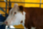 A white and brown cow is pictured in profile.