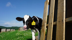 A calf peeks around a calf crate in a green field.