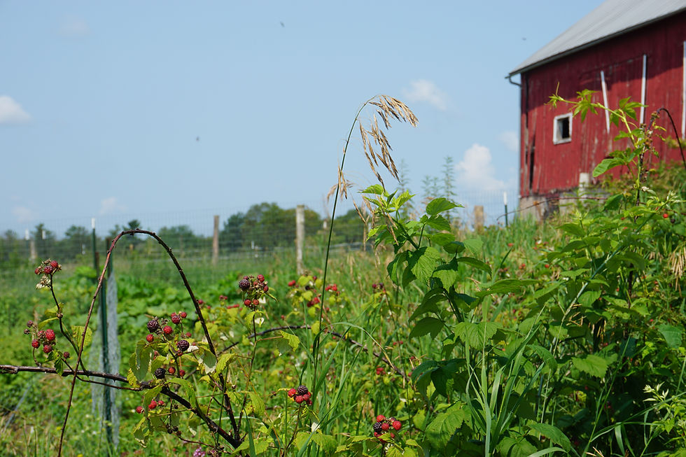 Raspberry bushes are shown in front of a red barn.