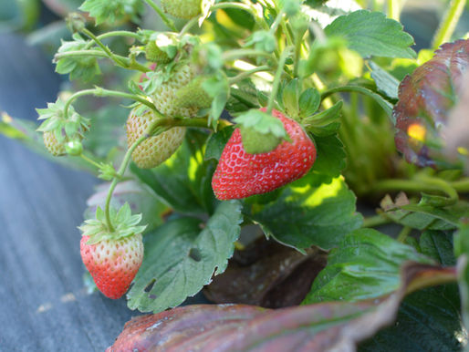 A strawberry plant.
