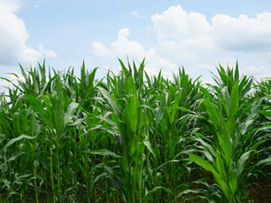 Corn field with a blue sky behind it.