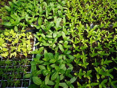Final State Budget a Mixed Bag for Family Farmers