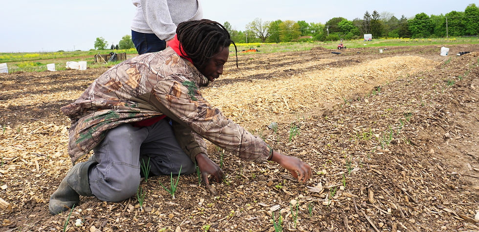Martice kneels near a mulched row of onions and points out their growth.
