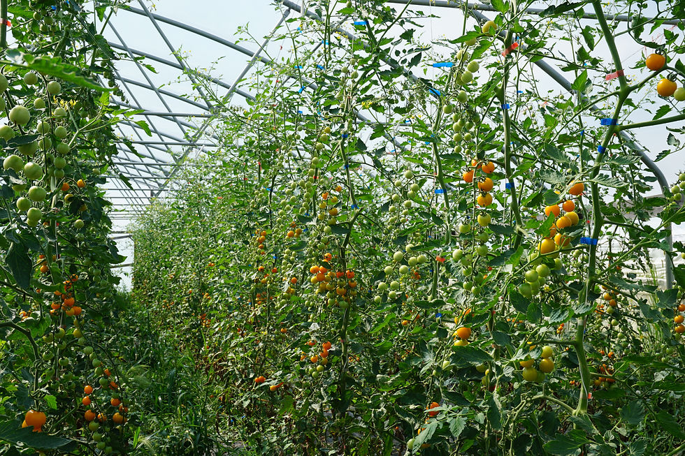 Trellised tomatoes in a hoop house.