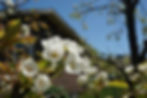 Pear blossoms.