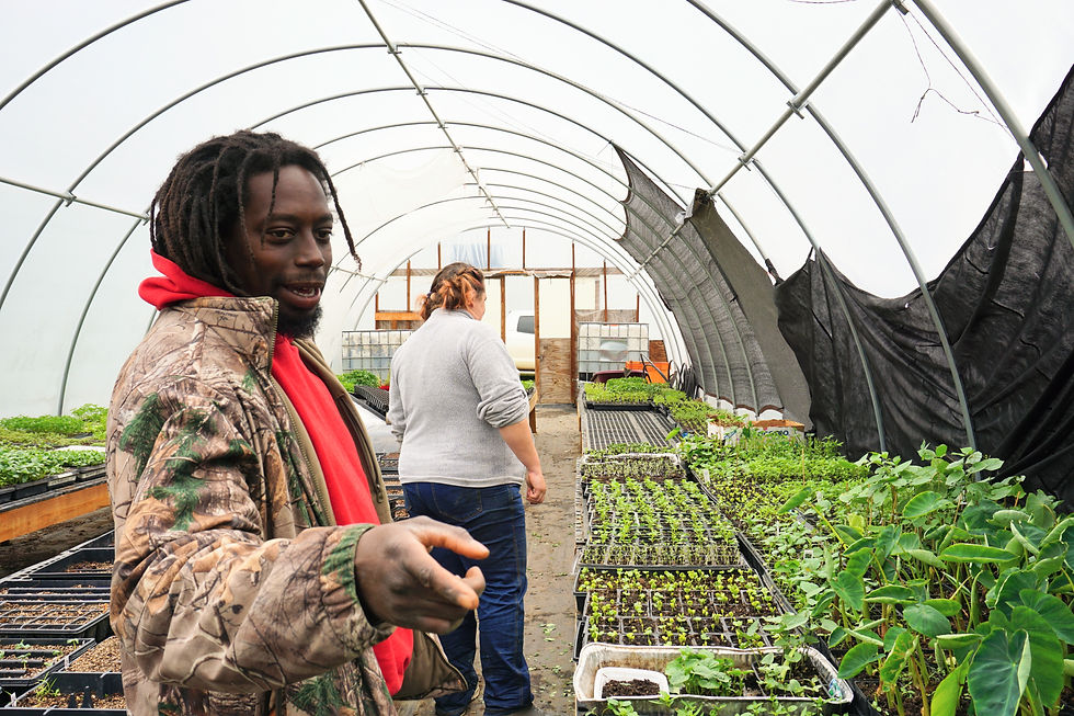 Martice points at plants that are growing in a high tunnel.
