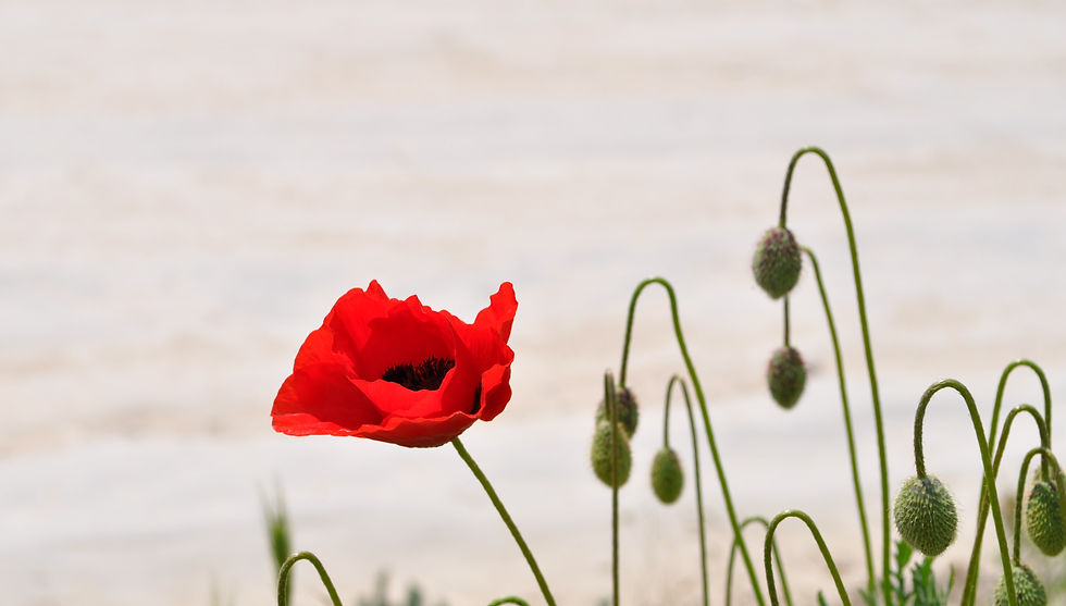 red petaled flower_edited.jpg