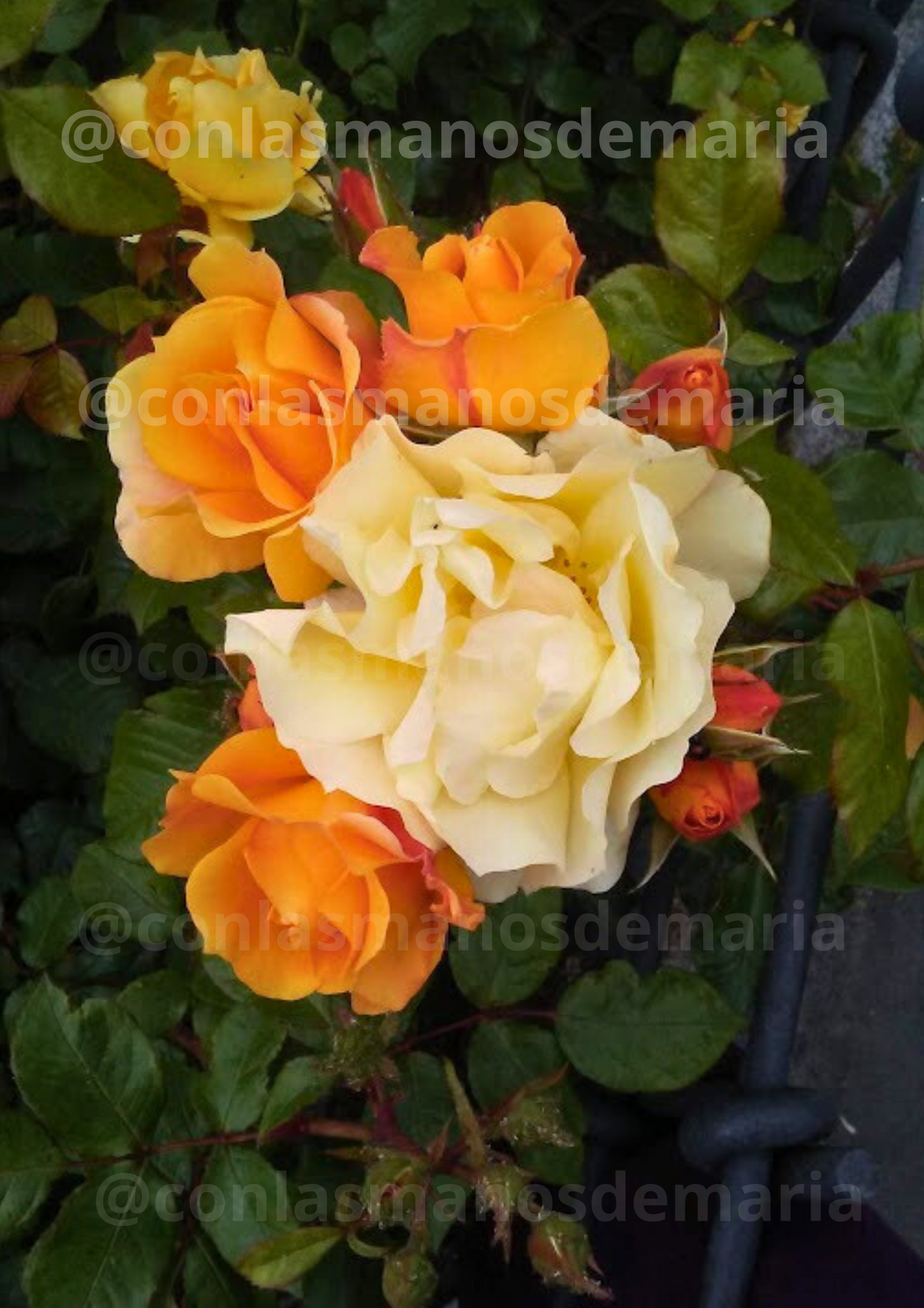 Imagen Ramo de Rosas