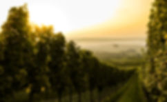 Apprendre Anglais Vin I Vin de Loire I Succeed in English