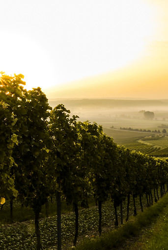 Sunset over Vineyard