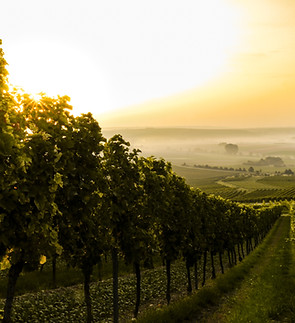 Sunset over Vineyard