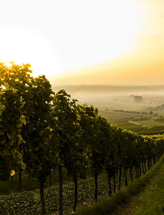 Vineyard at Sunset