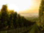 Sunset over Vineyard