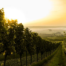 Coucher de soleil sur le vignoble
