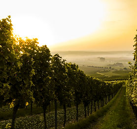 Sunset over Vineyard