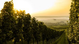 Hosting a 45th Parallel Wine Dinner Party: A Guide to Unforgettable Evenings