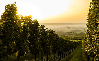 Sunset over Vineyard