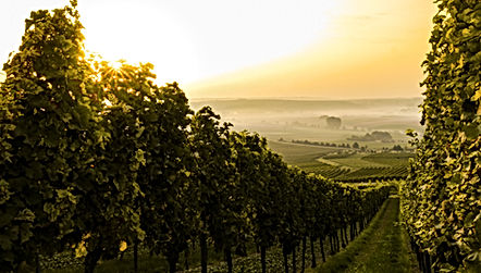 Sunset over Vineyard