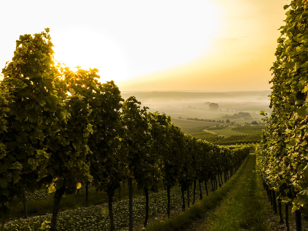 Vigna al Tramonto