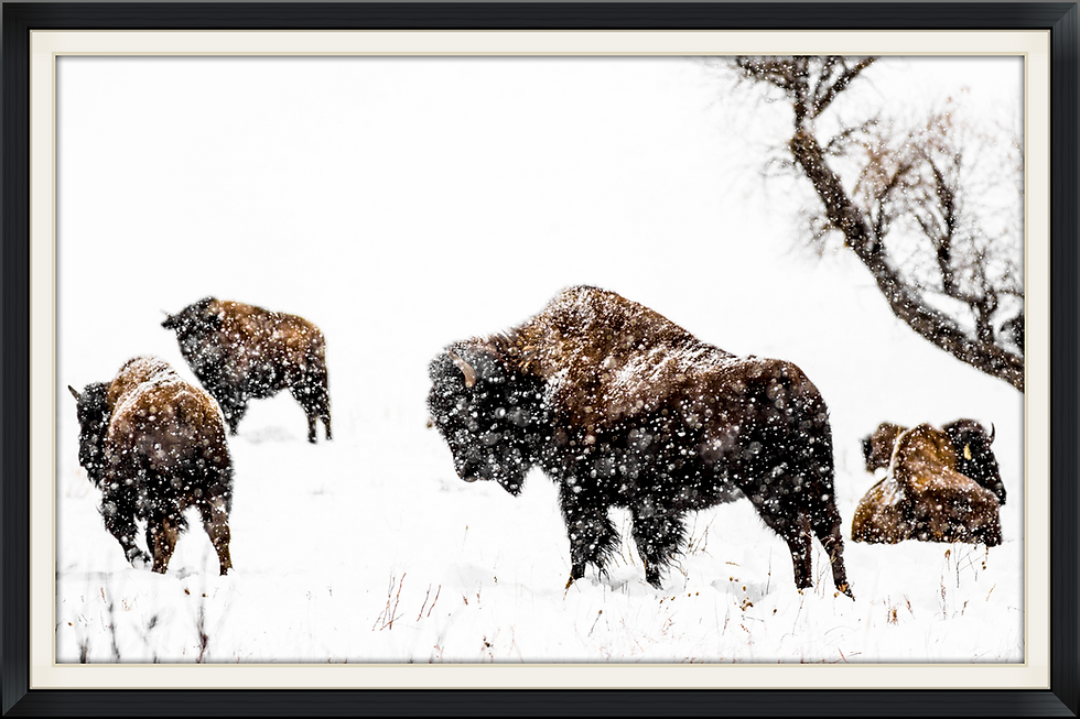 Snowy-Buffalo-_edited.jpg