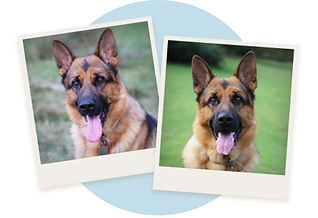 2 poloroid photos of a German Shepherd from different angles