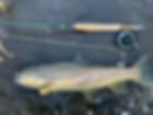 IMG_1504.jpeg