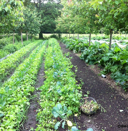 agroforesterie.jpg