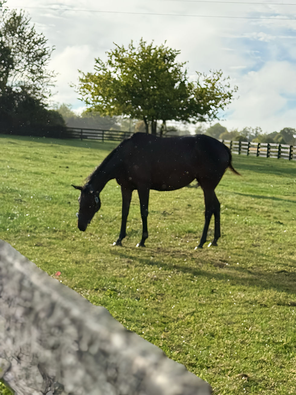 A horse grazes in a sunny pasture, framed by a wooden fence. A tree and cloudy sky are in the background, creating a peaceful scene.