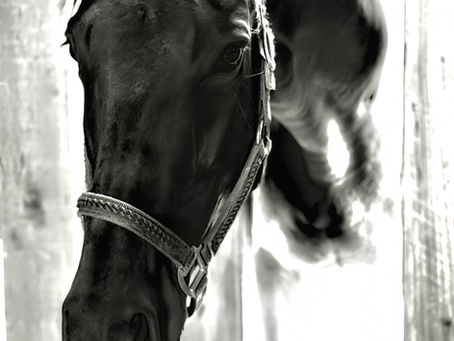 The Bible, The Barn & The Horses