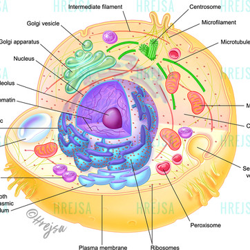 Eukaryotic cell