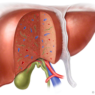 Liver Tissue