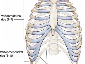 Illustration of the human ribcage, highlighting the distinction between true, false, and floating ribs.
