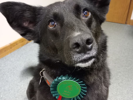 Paws, Ponies and Access to Support