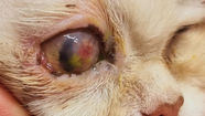 zapálené oko mačky s výtokom a rohovkovým vredom po oftalmologickom vyšetrení