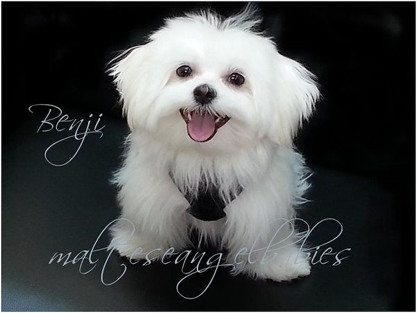 Benji, Maltese Angel Babies first stud dog