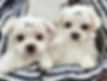 Mia's Litter - The Boys