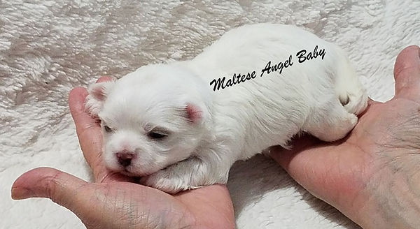 The perfect Maltese Angel Babies puppy